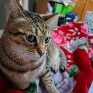 Tsukimi