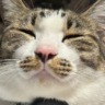 現場猫